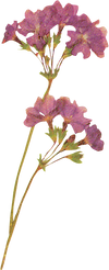 Flower Plant Texture